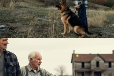 Every Day, a Veteran Noticed a Stray Dog Staring at an Abandoned House… What He Discovered Inside Was So Shocking, It Changed Everything He Thought He Knew About the Place—and the Dog’s Mysterious Vigil Would Leave You Speechless