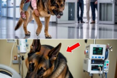 Doctors Couldn’t Believe Their Eyes When a Dog Entered the Hospital — What It Carried Changed Everything, Leaving Staff Stunned, Patients Awestruck, and the Emergency Room in Unforgettable Turmoil