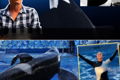 Kil.ler or Innocent Victim? The Unbelievable Truth Behind the SeaWorld Orca Att.ack That Left the World Stunned, Divided, and Questioning What Really Happened Beneath the Surface of the Ocean’s Most Mysterious Predator