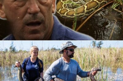 The Silent War Below the Surface: How a High-Stakes Hunt in the Everglades Exposed Florida’s Alarming Python Crisis