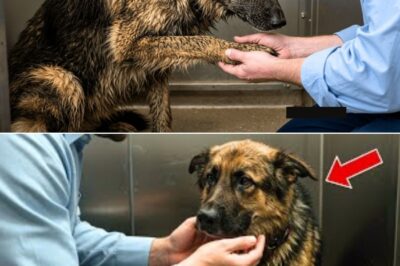 From Dea-th Row to Hero: The “Most Hated” Dog Who Uncovered a Dark Secret and Saved a Town