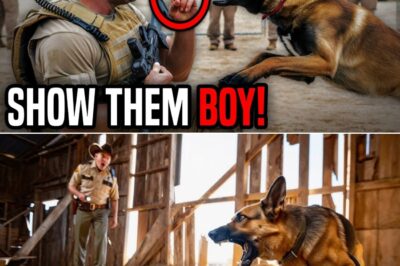 From ‘Failed K9’ to National Hero: The Untold Story of Boon the Belgian Malinois