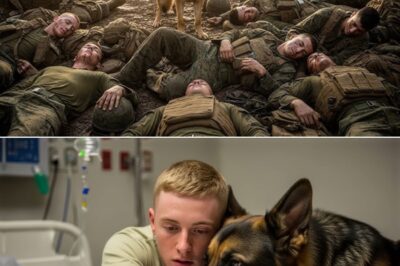 Forgotten and Buried Alive, Eight U.S. Marines are Rescued by a Stray German Shepherd Who Refused to Leave Their Side