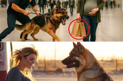The Bark of Truth: How a Loyal K-9’s Unexplained Reaction to a Pregnant Woman Uncovered a Government Conspiracy and a Corrupt Security Firm