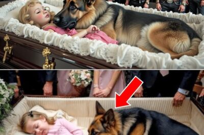 The Funeral Miracle: How a German Shepherd’s Desperate Act at a Child’s Funeral Uncovered a Chilling Medical Negligence and Saved Her Life
