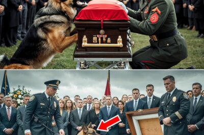 The Dog That Barked at a Funeral and Exposed a City’s Rotten Core