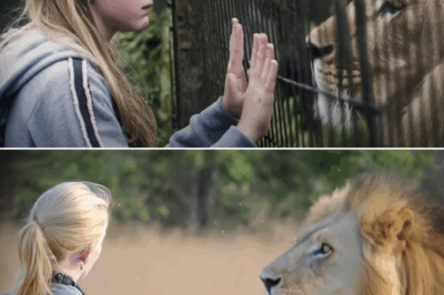 The Unbroken Promise: A Conservationist’s Emotional Reunion with a Lion from Her Childhood