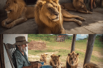A Bond That Time Could Not Break: Sarita’s Emotional Reunion with the Jaguar She Raised
