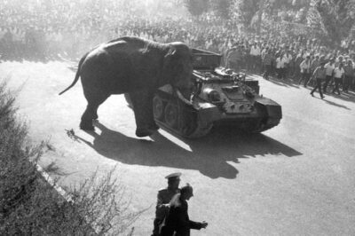 T-34 ARV facing off with an elephant In 1970. An escaped zoo elephant caused chaos in Yerevan, the capital of Armenia, leading authorities to deploy a T-34 ARV to stop it after attempts to intimidate the animal back into its enclosure failed. A video from the incident shows the elephant rampaging through streets and damaging cars before the armoured recovery vehicle was sent in, ultimately resulting in the elephant being killed (not graphic, but still disturbing).