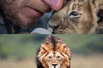The Lion Who Remembered: A Veterinarian’s Emotional Reunion with a Lion He Raised