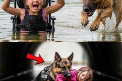The hero’s journey takes a dark turn: What if the one you trust is a traitor? A girl with a secret and a stray dog with a past may have just uncovered a plot that will rewrite history.