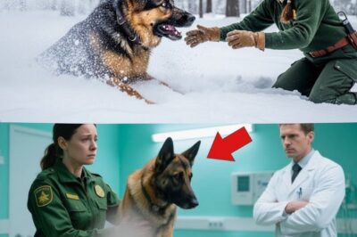 A forest ranger’s grief turns to rage when his partner’s last mission unmasks a chilling betrayal. A rescued dog holds the key to a conspiracy that will rock the very foundations of justice.