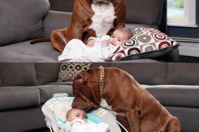 They thought their loyal dog had turned into a m0nster, growling menacingly at their newborn baby. The family was on the verge of a heartbreaking decision, never suspecting the dog wasn’t the threat—he was the only one who could see the silent k1ller lurk1ng in the nursery.