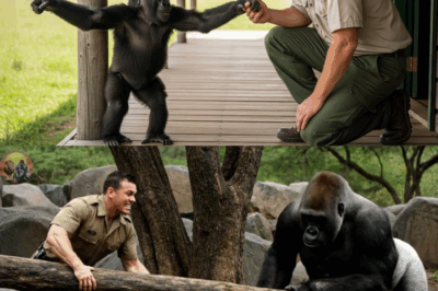 Baby Gorilla Cries and Begs Ranger to Follow, What Happened Next Was UNTHINKABLE! BB