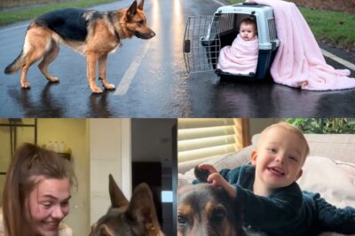 RIESIGER Schäferhund WEIGERT SICH, Baby zu verlassen – Was er tut, wird ALLE SCHOCKIEREN!