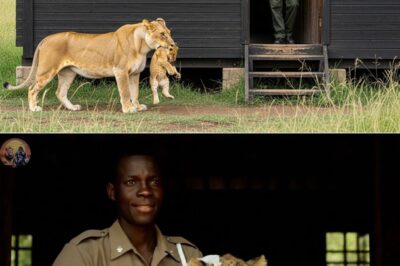 A desperate Lioness shatters the rules of the wild by carrying her gravely injured Lion cub right to a ranger’s doorstep, begging the human for help. The brave rescuer risks everything on a fragile, unspoken agreement to save the cub. But months later, when the ranger is trapped and facing death, the Lioness returns with a powerful Young male lion, and their shocking act of loyalty will redefine everything you thought you knew about gratitude in the animal kingdom.