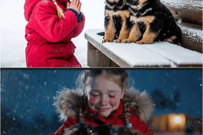 A Little Girl Took In Two Freezing Dogs — The Next Morning, Police Surrounded Her House! DT