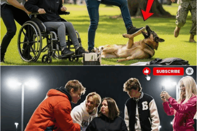 Rich Teens Bullied a Woman in a Wheelchair and Kicked Her Dog — Until a Navy SEAL Intervened