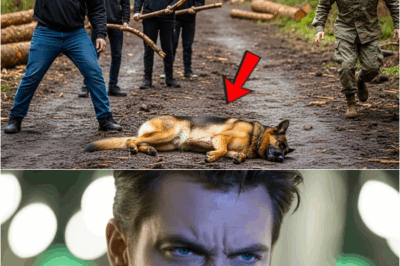 Thugs Beat a Retired Military Dog – Then Found Out His Owner Was a Navy SEAL